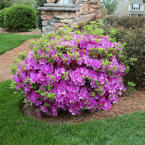 encore azalea autumn